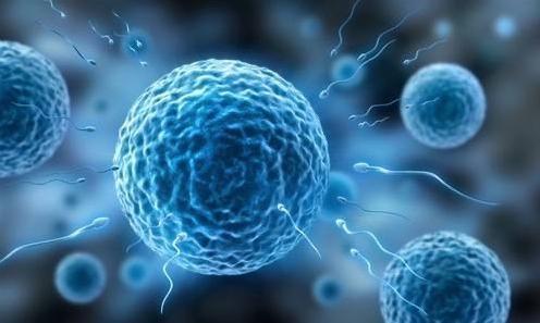 科學(xué)家發(fā)現(xiàn),卵子會偏愛某些人精細胞,這些人卻并不一定是伴侶